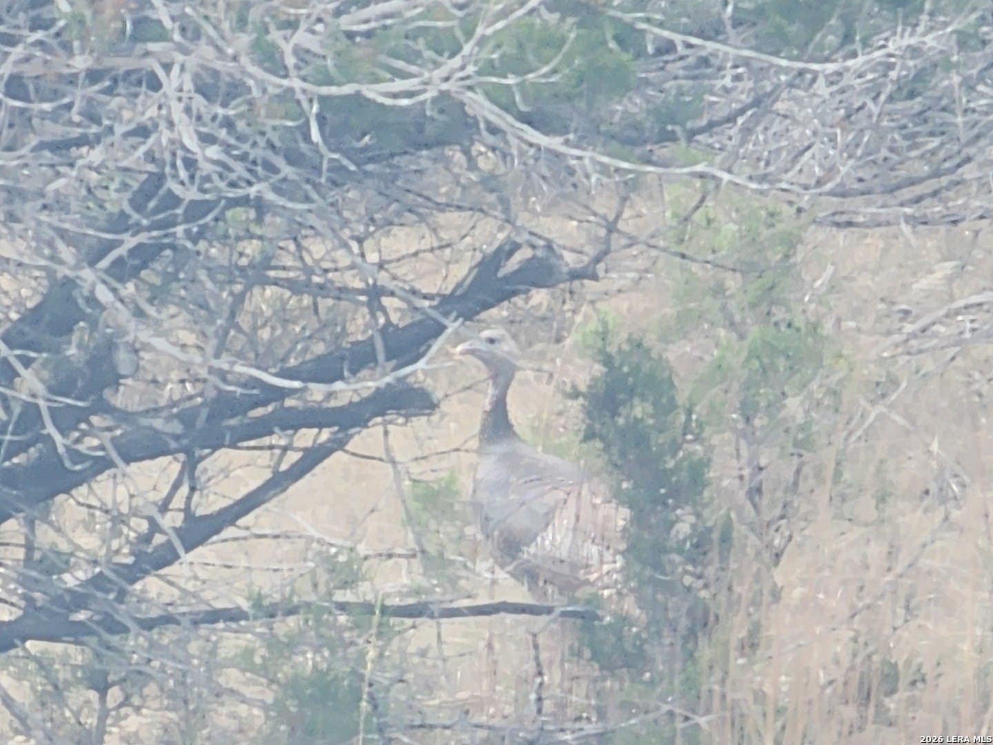 2 acres in Bandera County gallery image 2