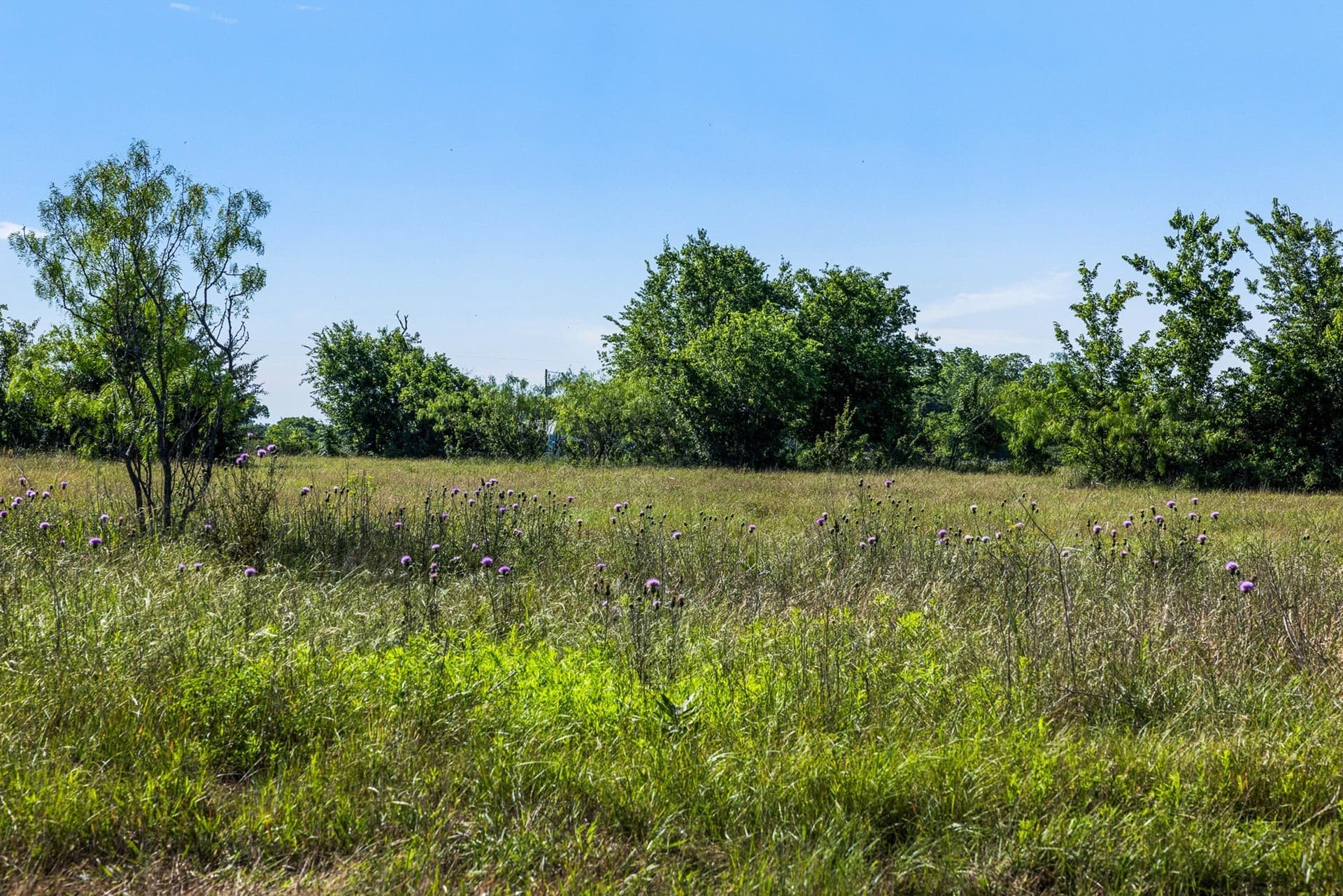 10 acres in Limestone County gallery image 3