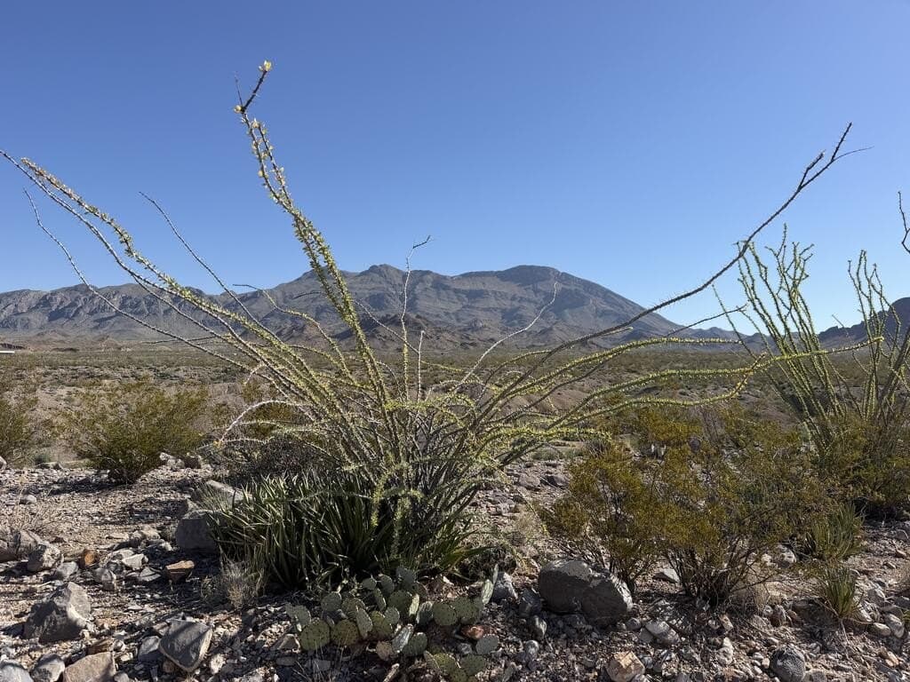 40 acres in Brewster County - photo 6