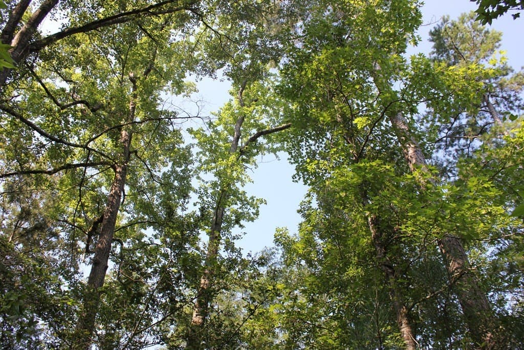 32 acres in Texas County - photo 10