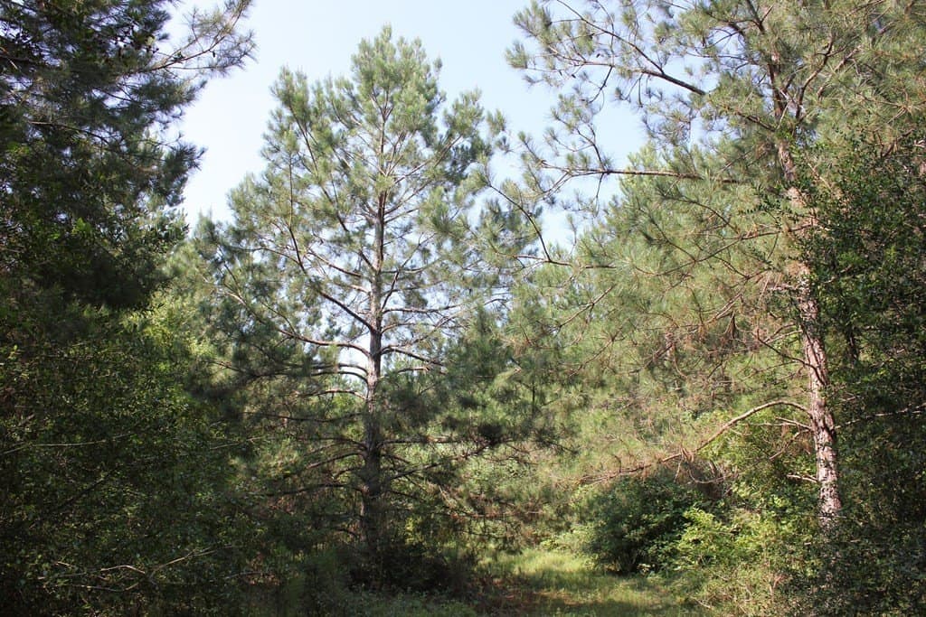 32 acres in Texas County - photo 8
