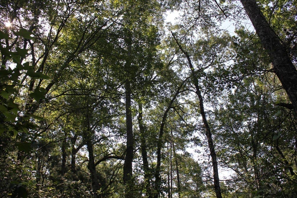 32 acres in Texas County - photo 12