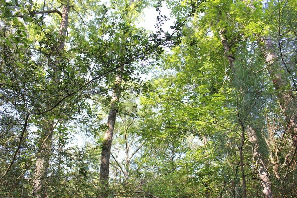 32 acres in Texas County - photo 14