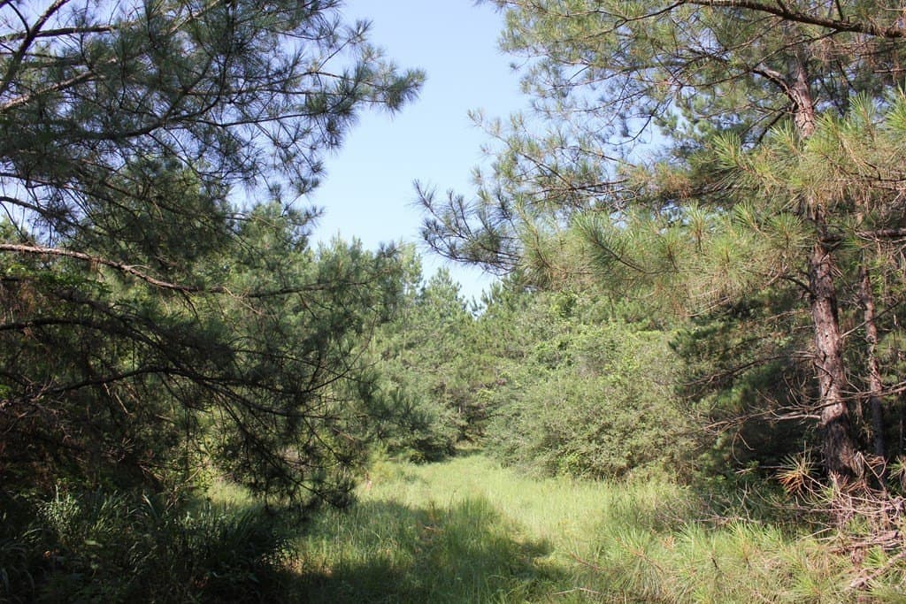 32 acres in Texas County - photo 6