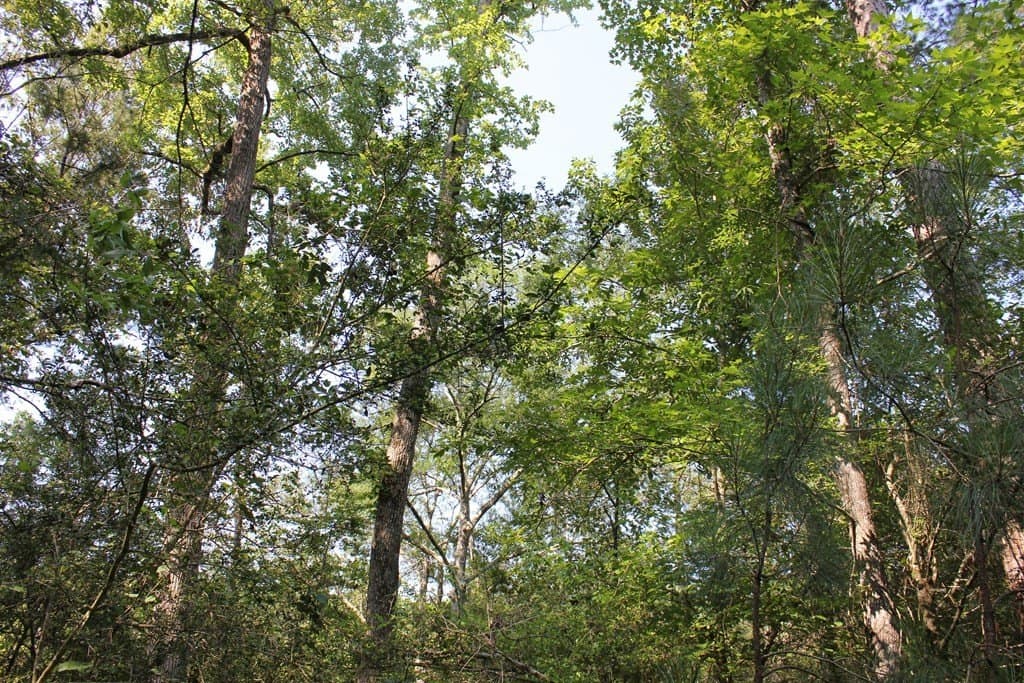32 acres in Texas County - photo 11