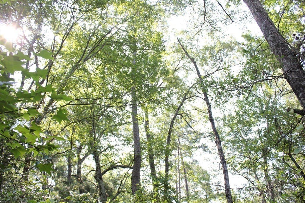 32 acres in Texas County - photo 13