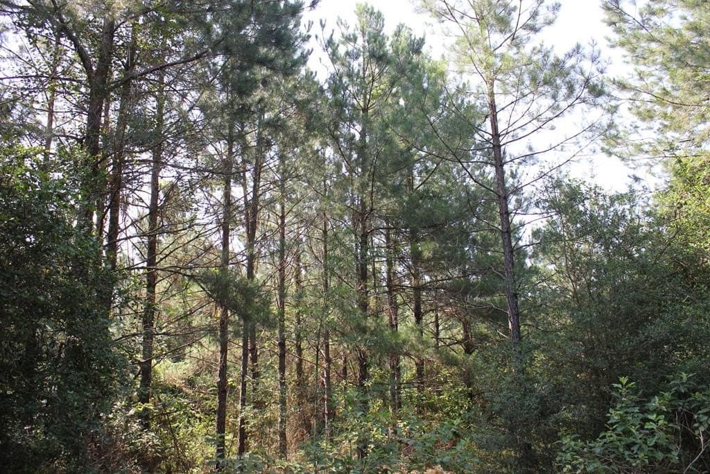 32 acres in Texas County