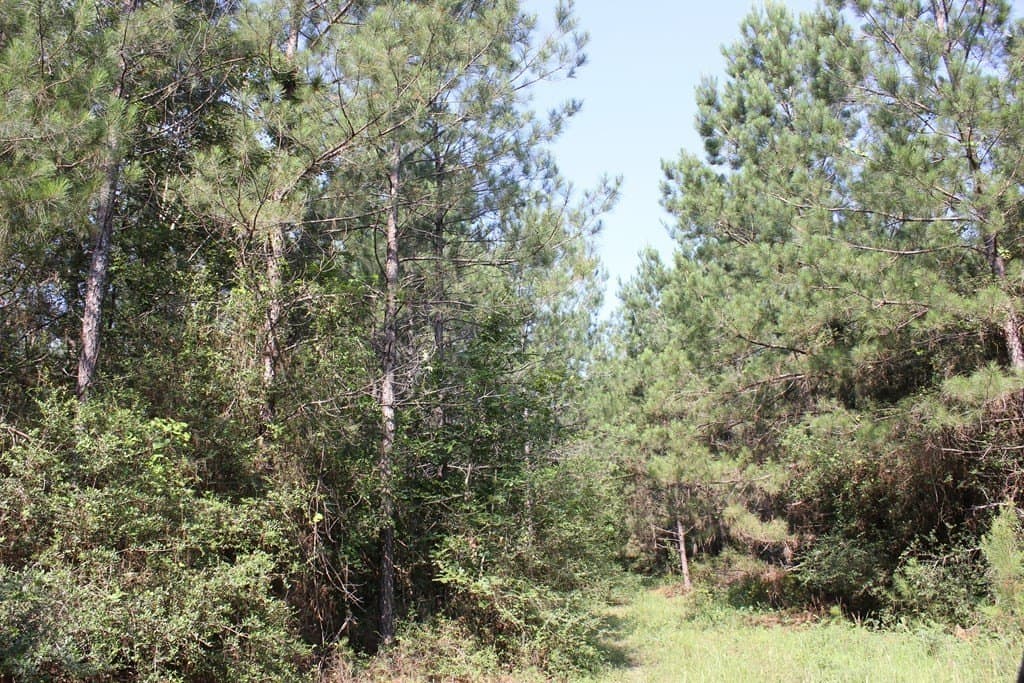 32 acres in Texas County - photo 7