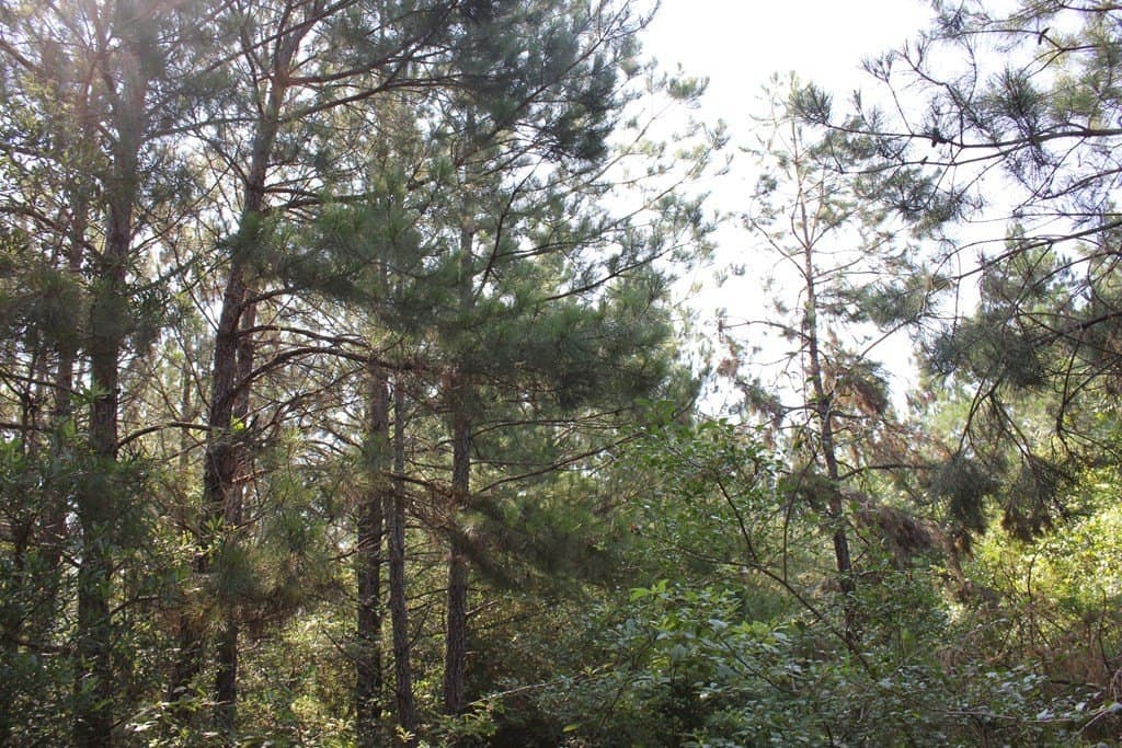 32 acres in Texas County - photo 9