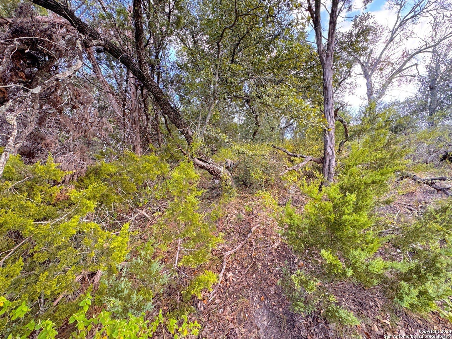 0.33 acres in Comal County gallery image 4