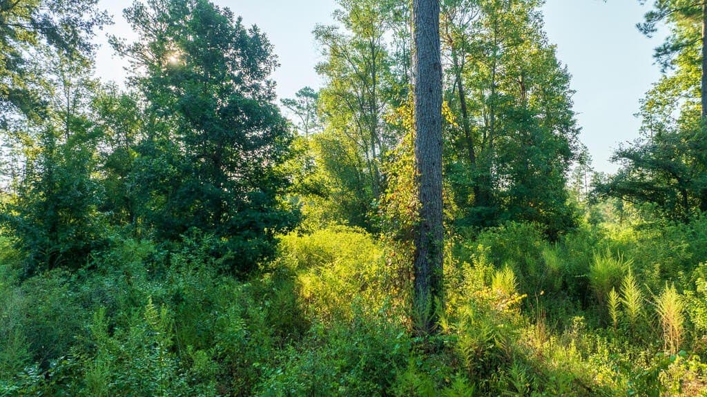 21 acres in Texas County - photo 9