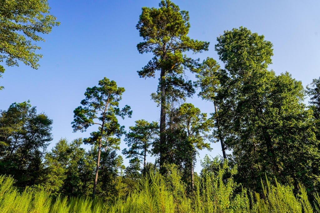 21 acres in Texas County - photo 25