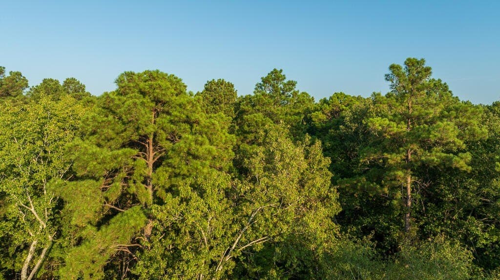 21 acres in Texas County - photo 5