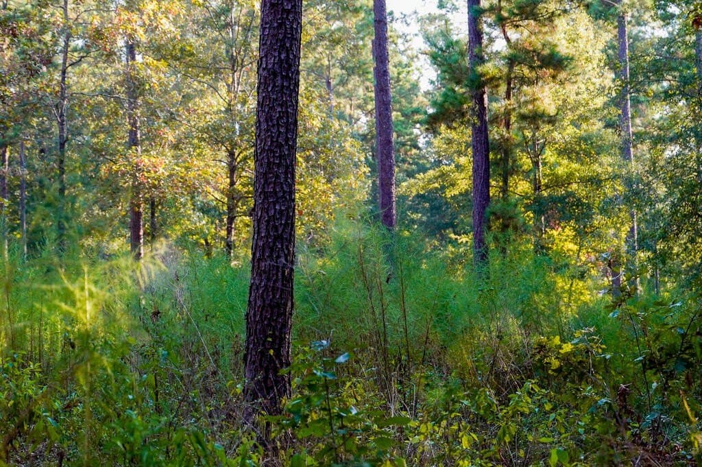 21 acres in Texas County - photo 21