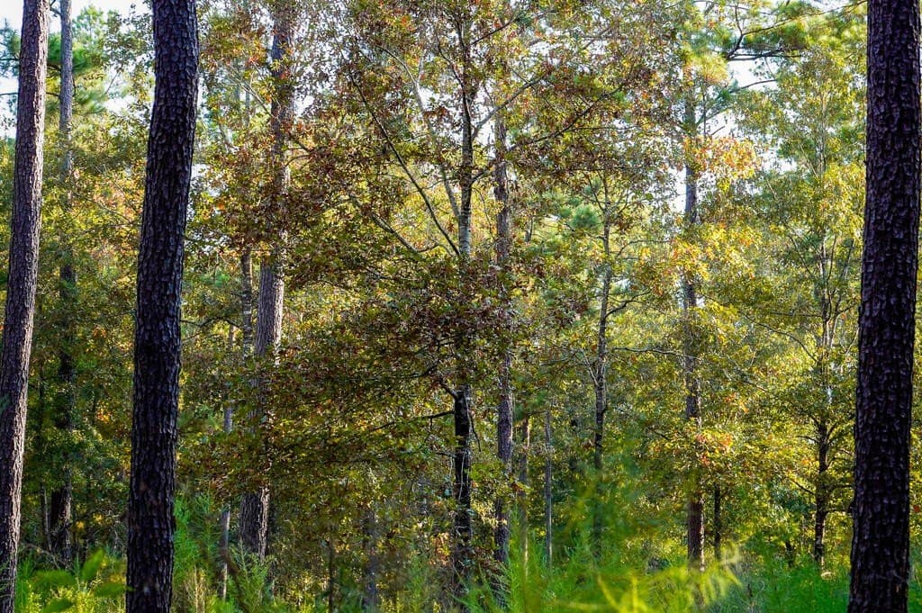21 acres in Texas County - photo 20