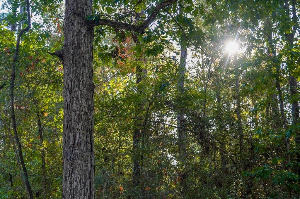 21 acres in Texas County - photo 18