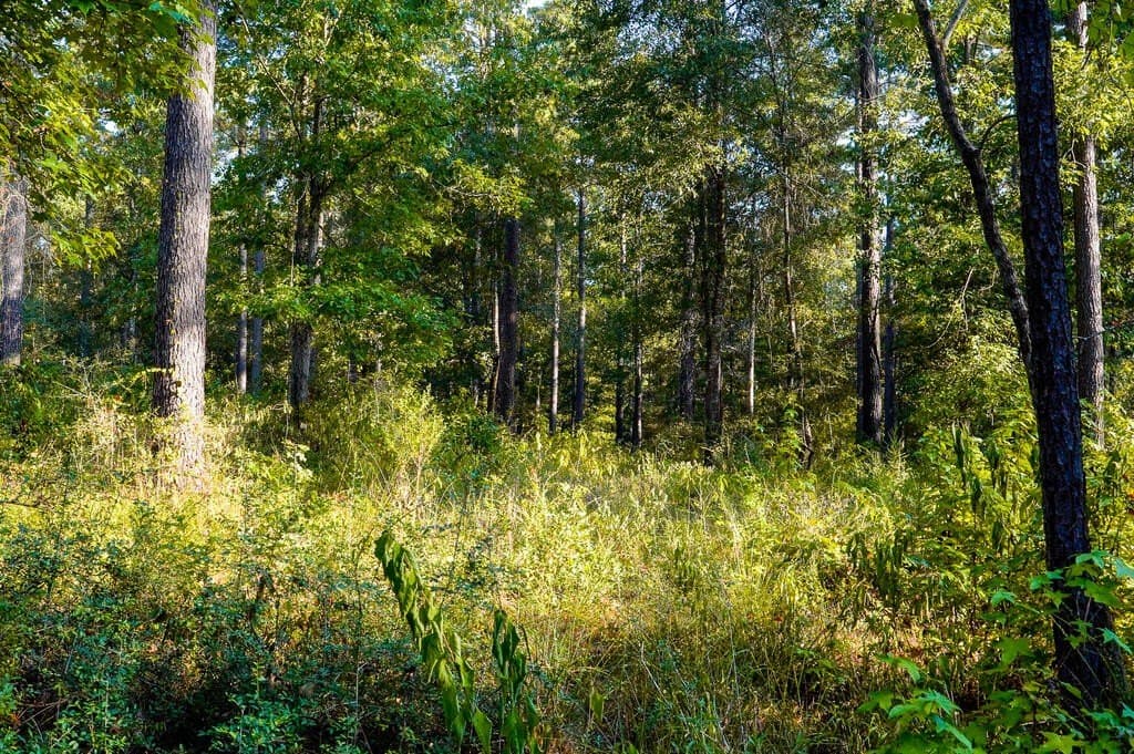 21 acres in Texas County - photo 14
