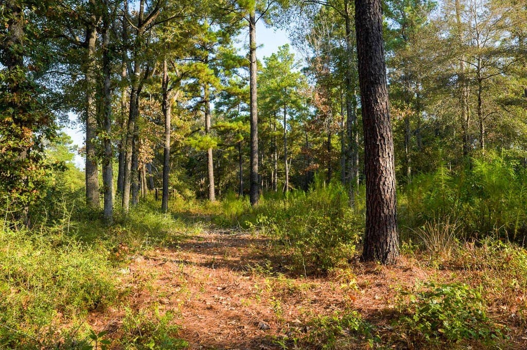 21 acres in Texas County - photo 26