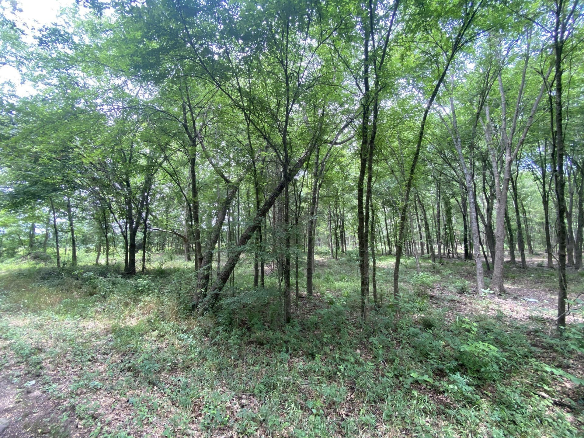 8.52 acres in Titus County gallery image 3