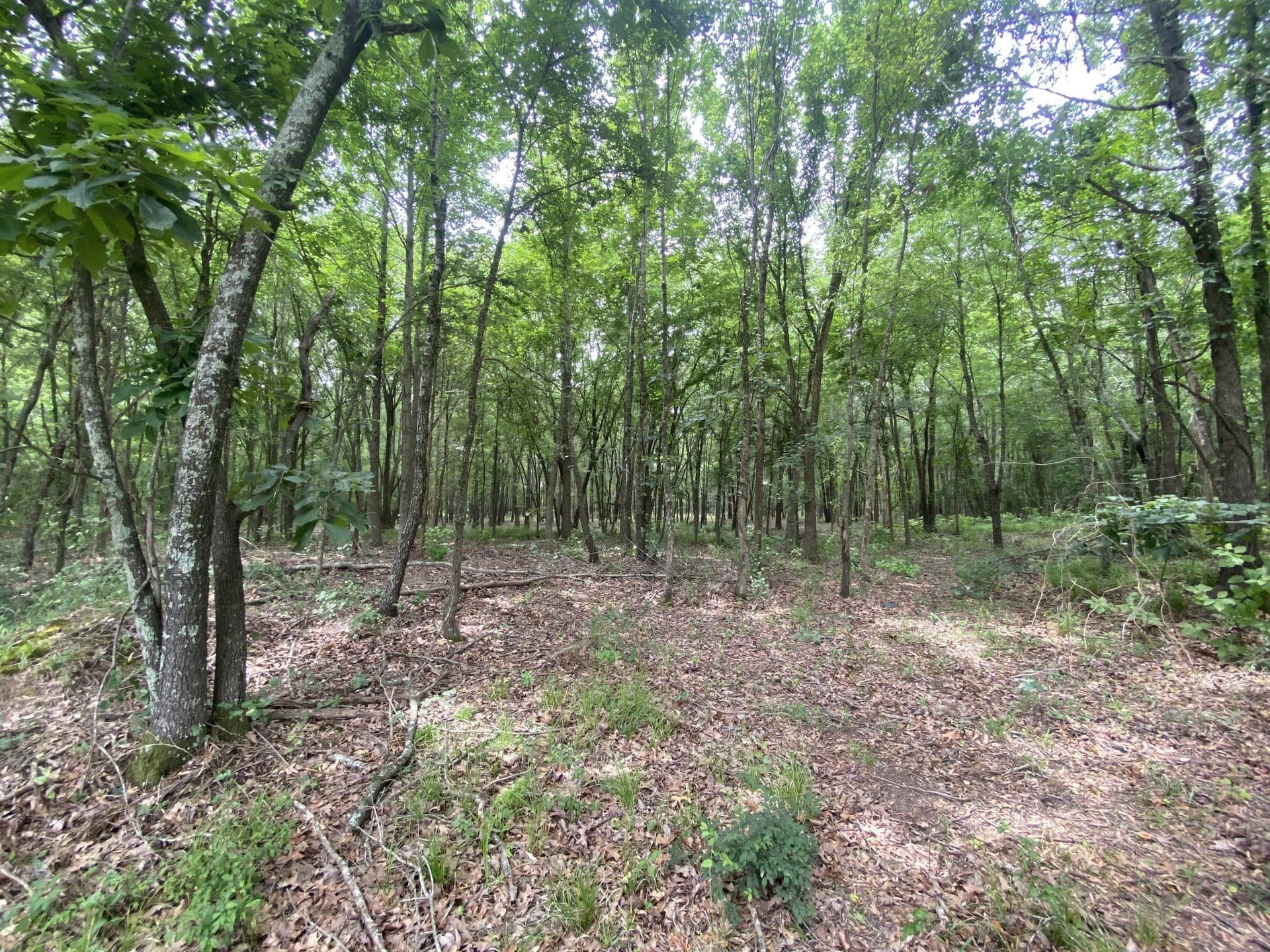 8.52 acres in Titus County