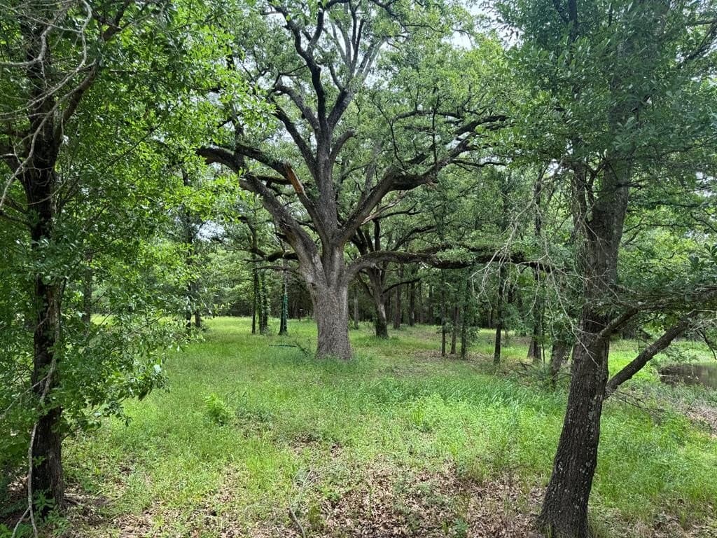 6.5 acres in Kaufman County gallery image 2