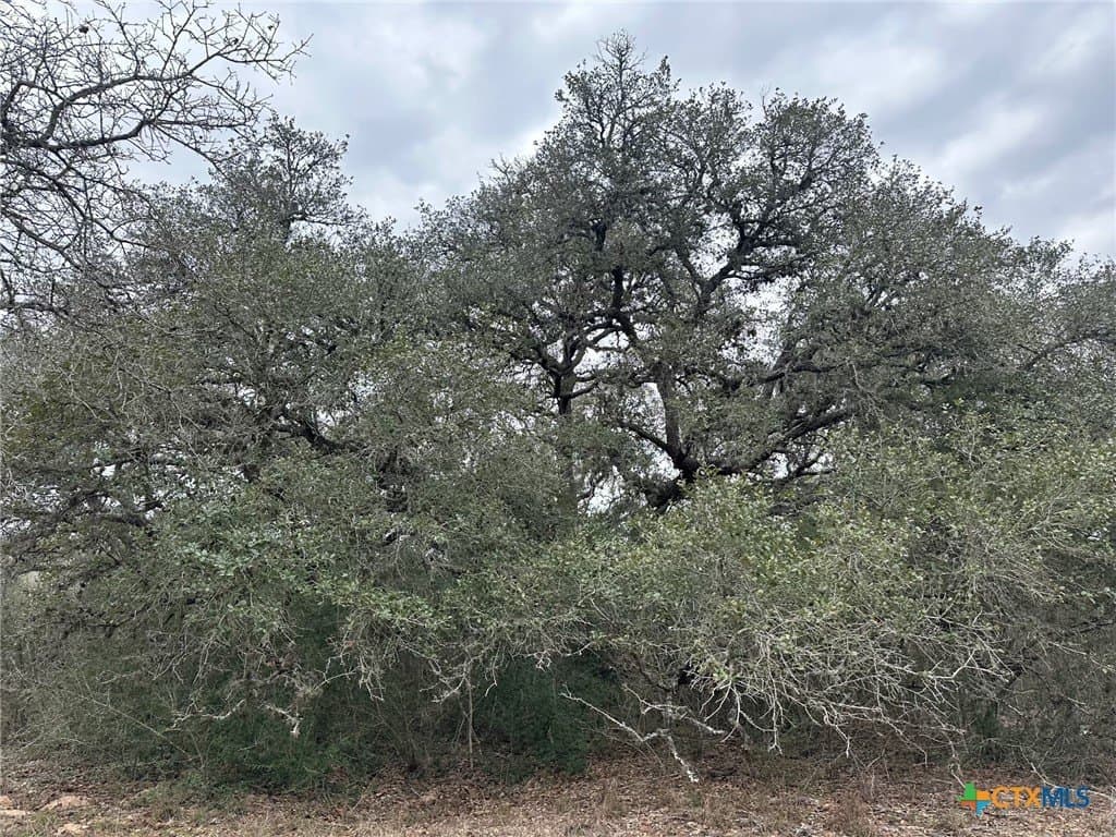 24.8 acres in Victoria County gallery image 2