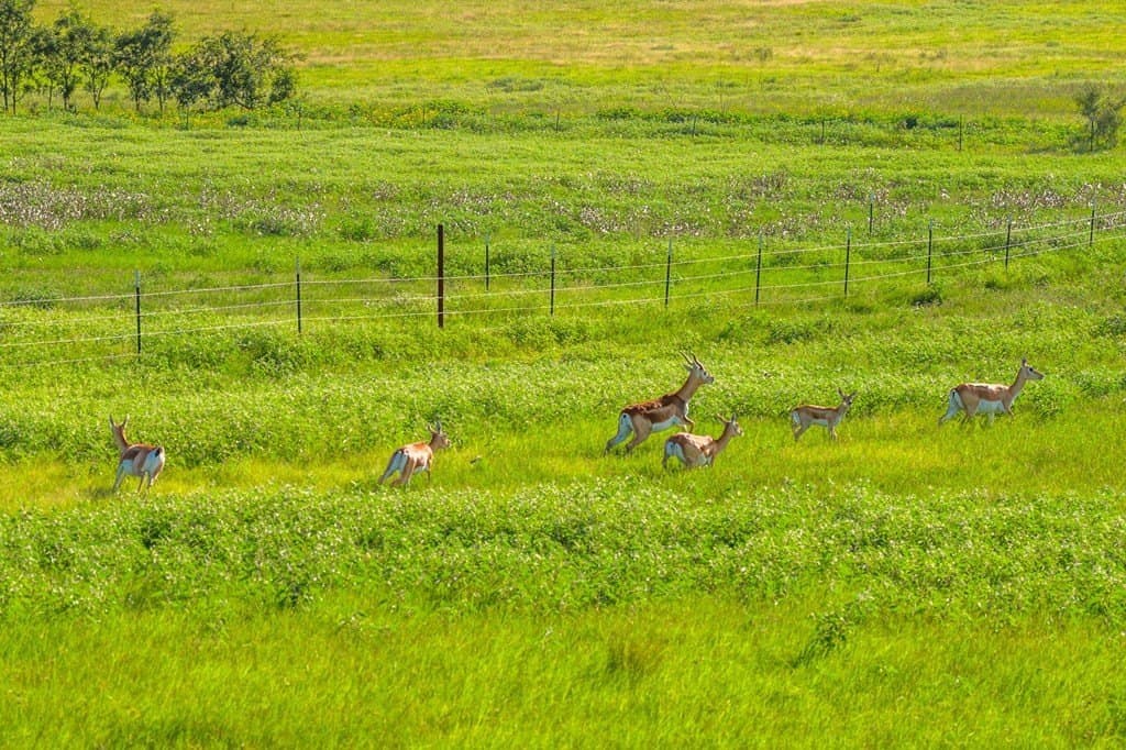 17.94 acres in Gillespie County - photo 4