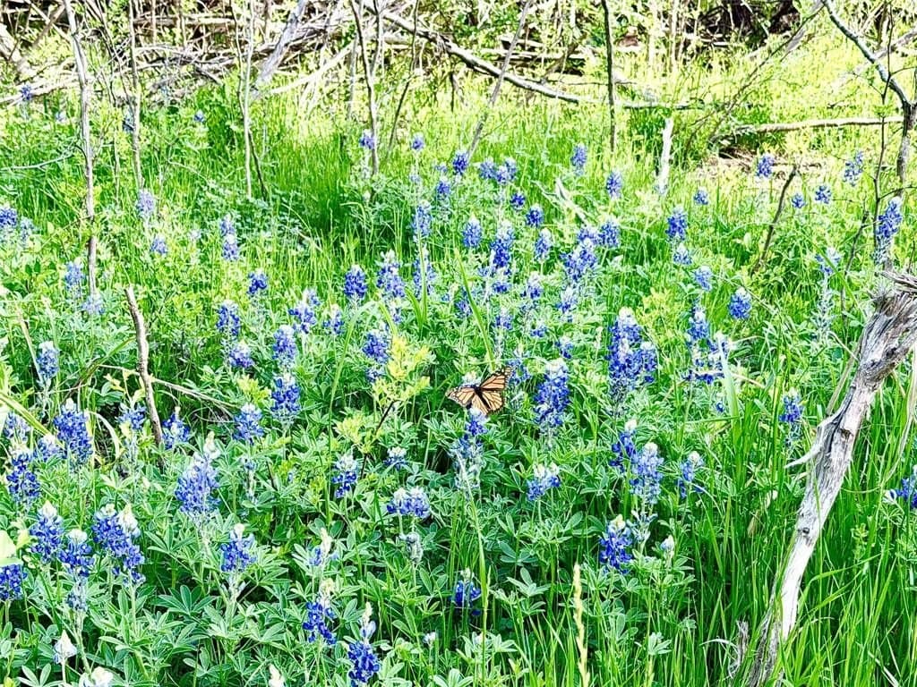 10 acres in Hill County gallery image 3