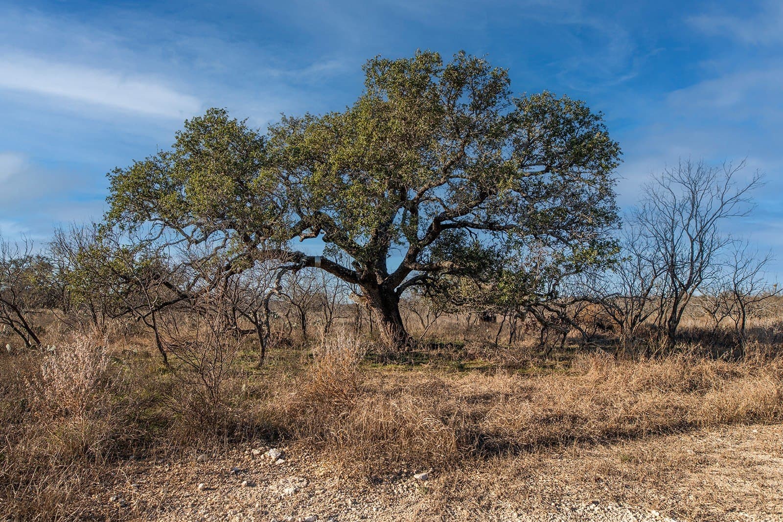 100.1 acres in McCulloch County - photo 33