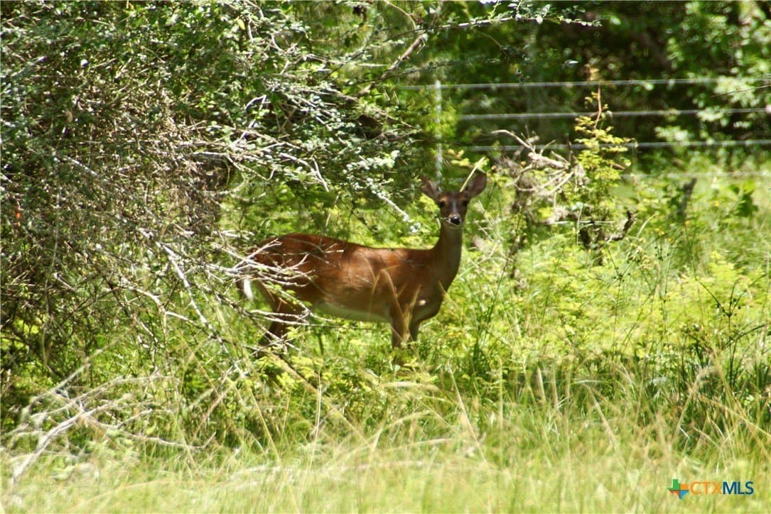 159.8 acres in Lavaca County - photo 17