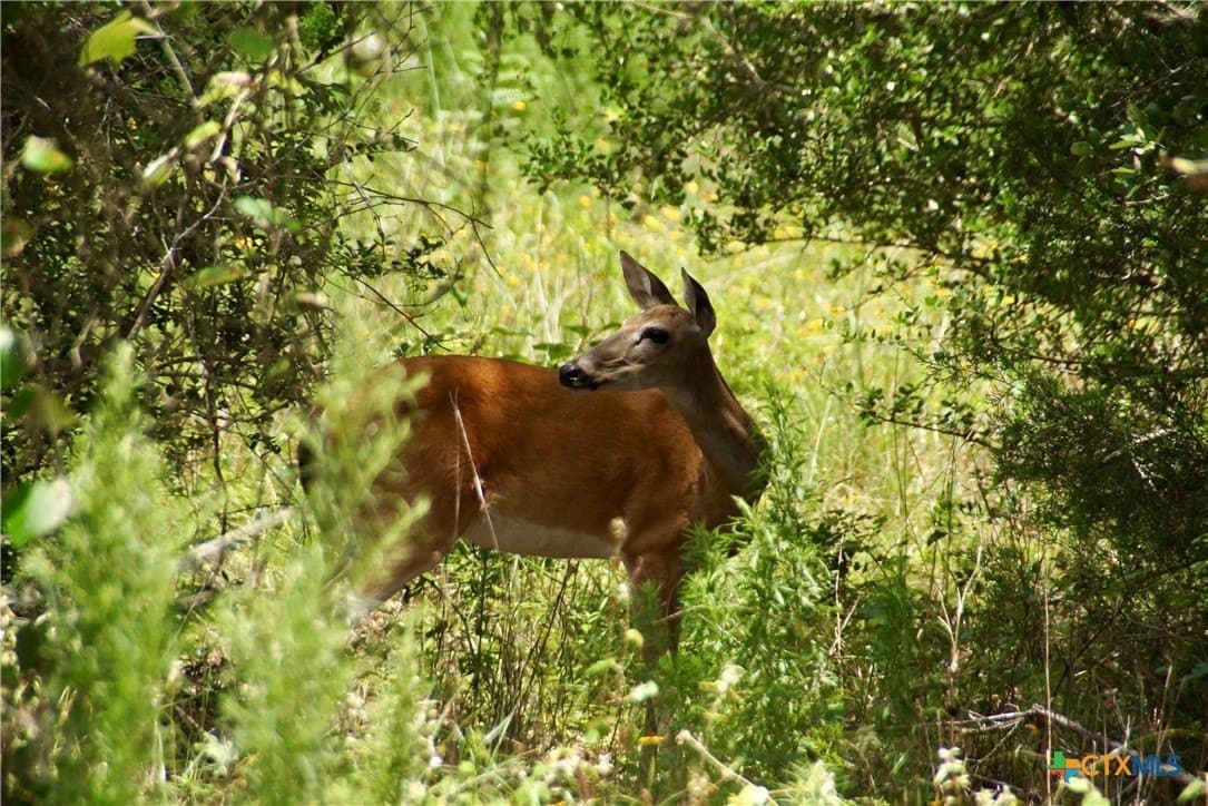 159.8 acres in Lavaca County - photo 18