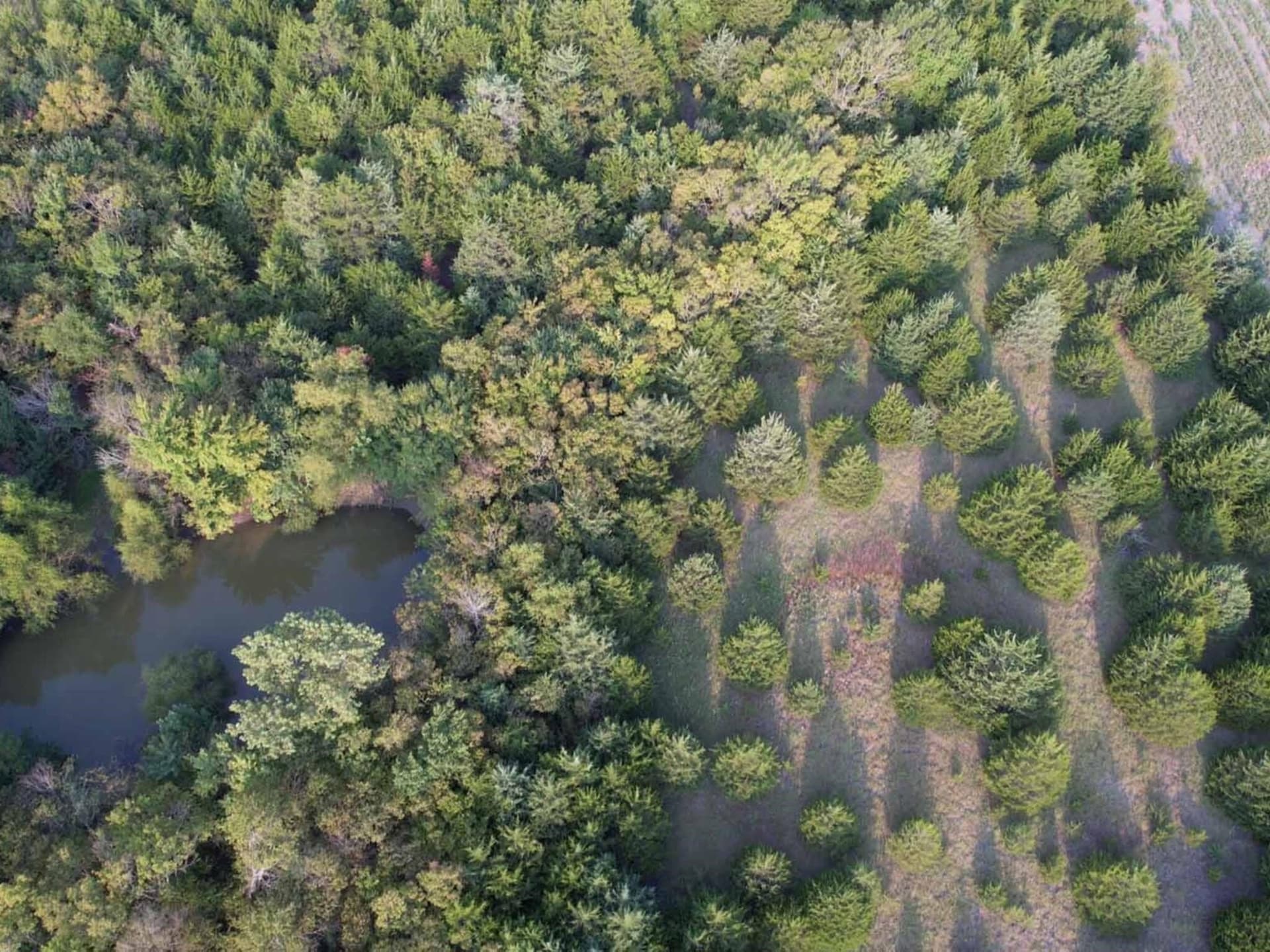 51.1 acres in Hunt County - photo 13
