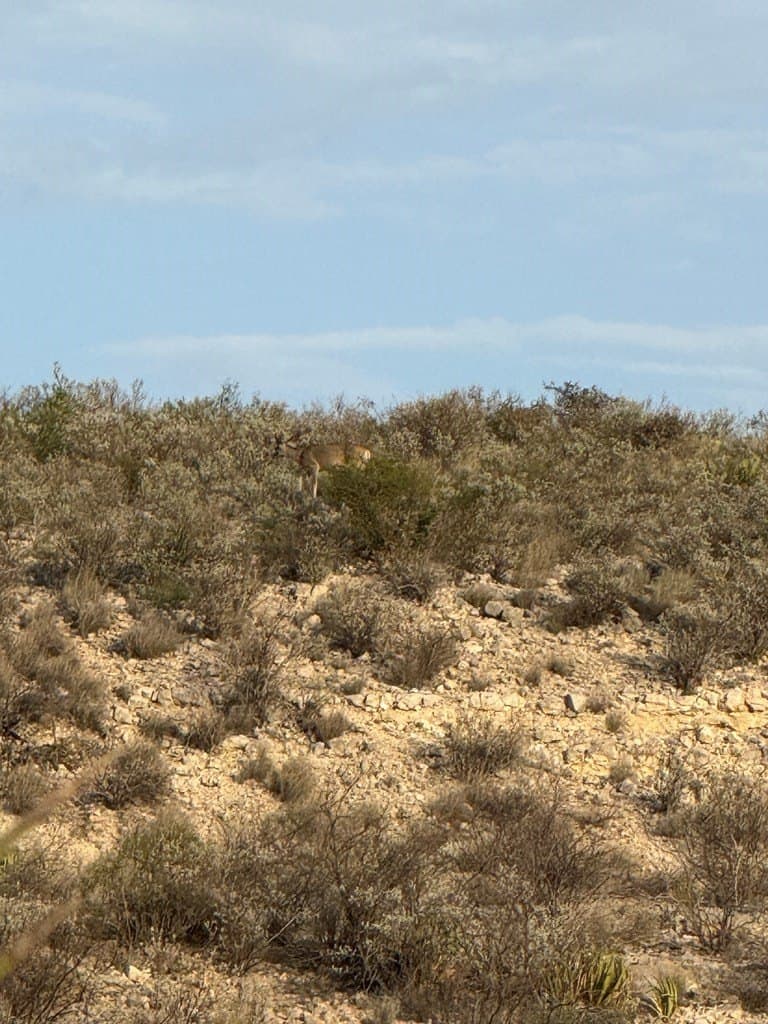 450 acres in Terrell County gallery image 4