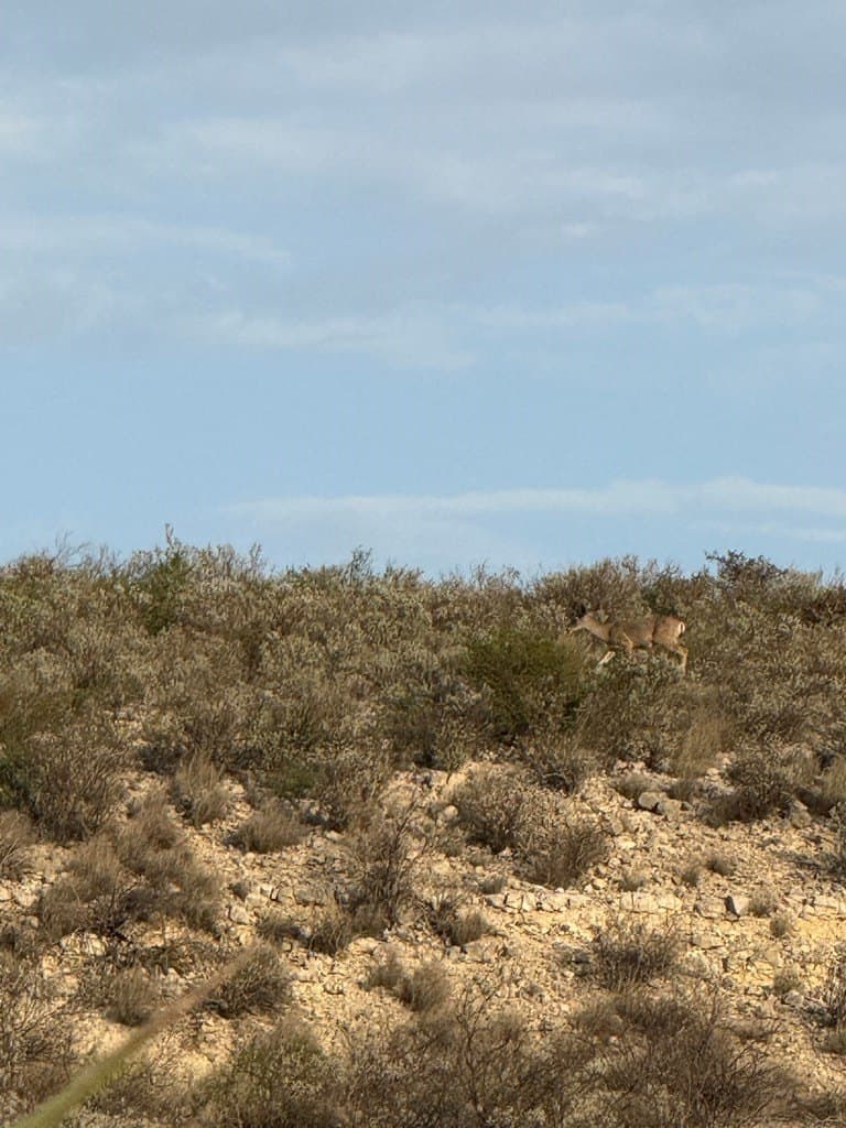 450 acres in Terrell County gallery image 3