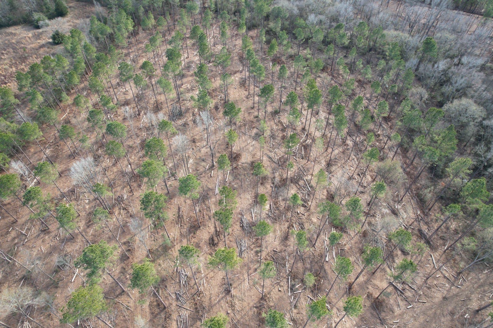 19 acres in Shelby County - photo 4