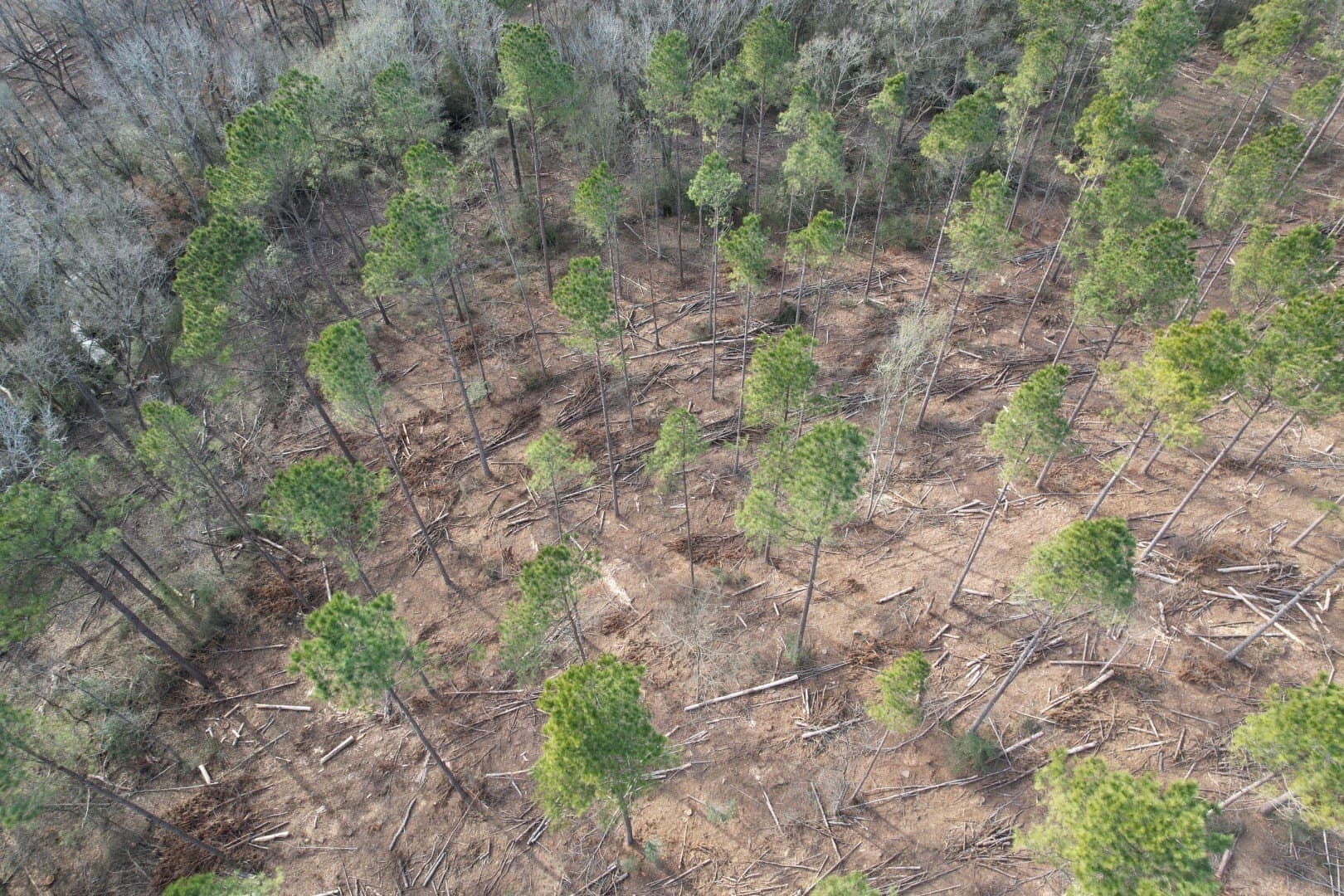 19 acres in Shelby County - photo 5