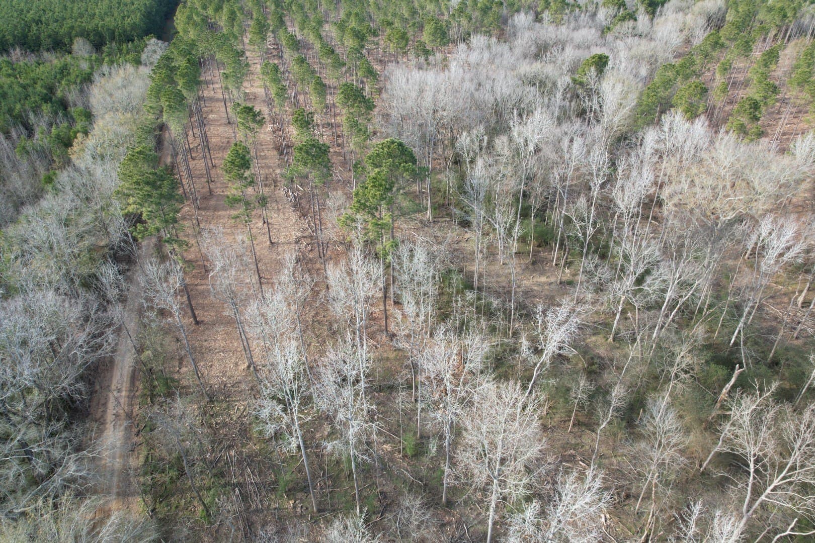 19 acres in Shelby County - photo 9