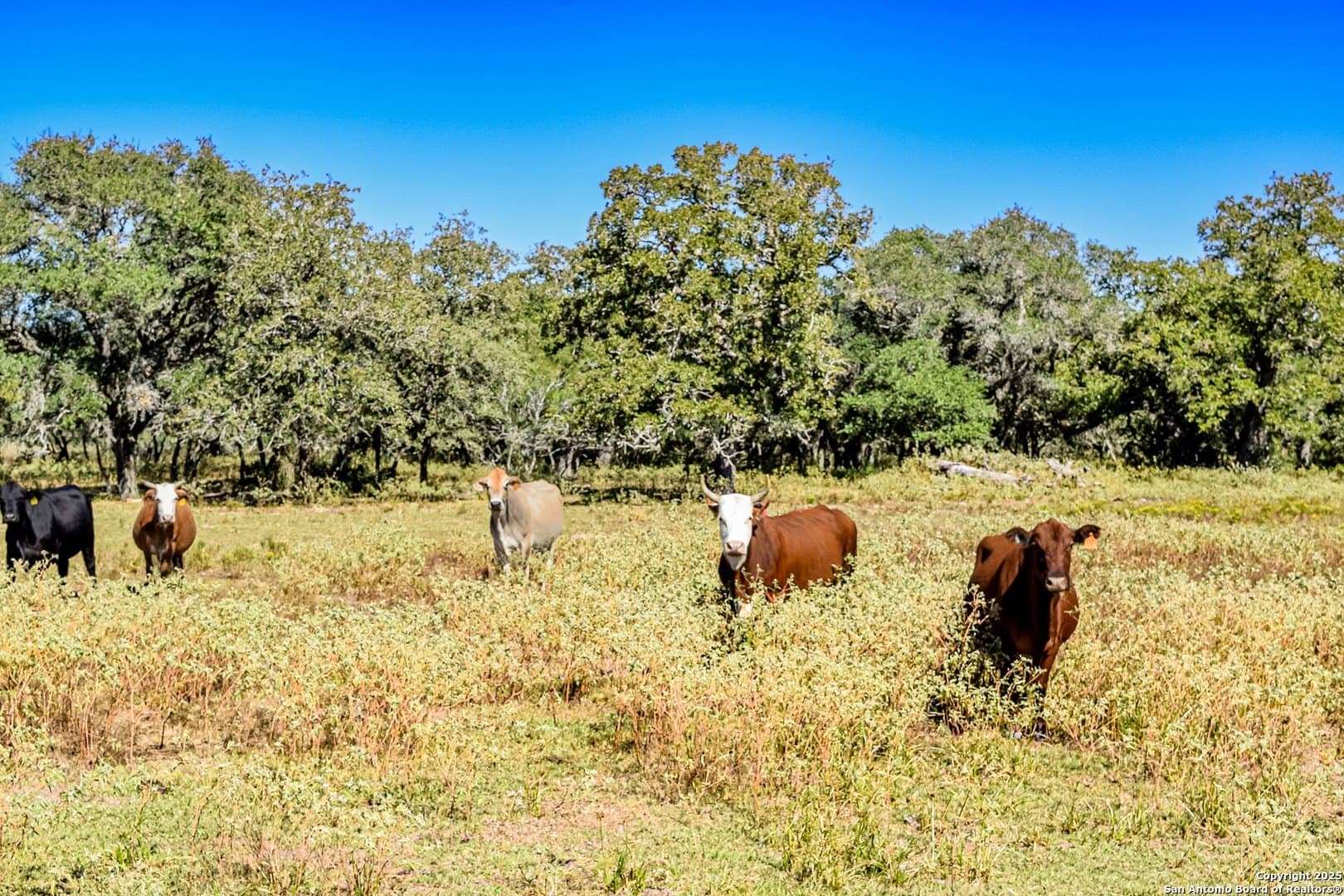 471.46 acres in Victoria County gallery image 3