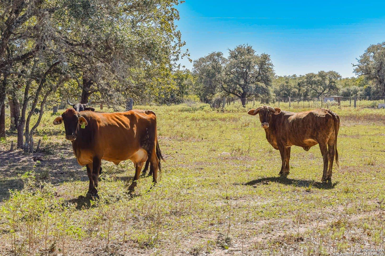 471.46 acres in Victoria County - photo 26