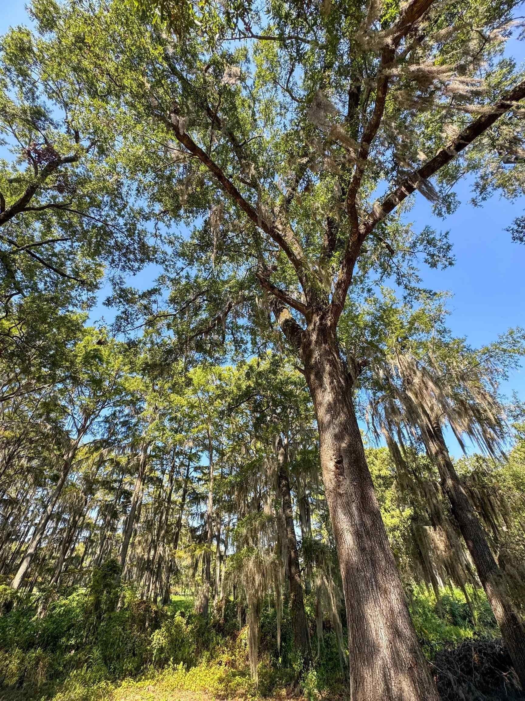 0.45 acres in Marion County - photo 8