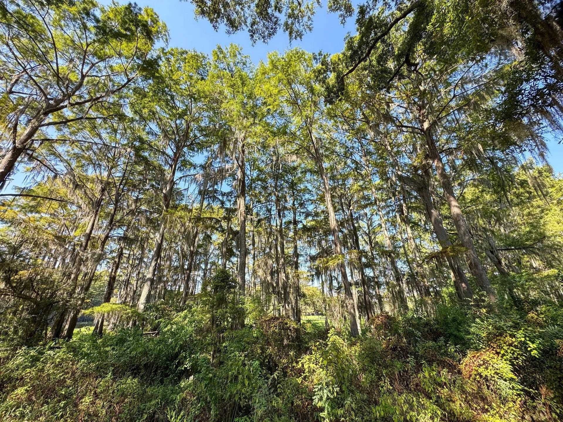 0.45 acres in Marion County - photo 9