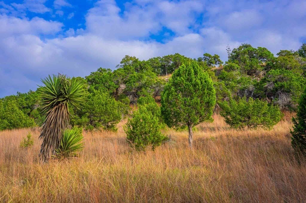 77.59 acres in Gillespie County gallery image 4