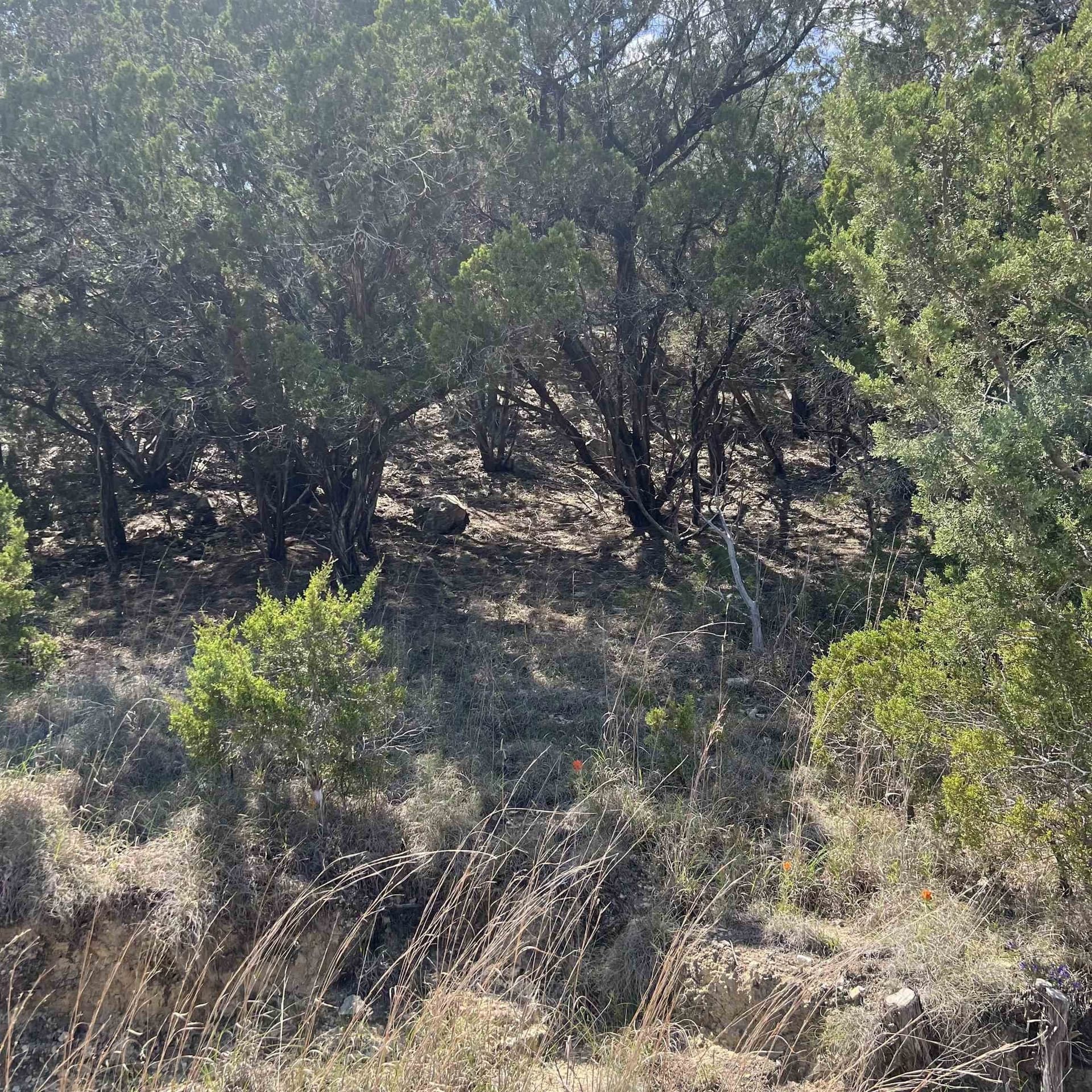 0.54 acres in Travis County gallery image 4