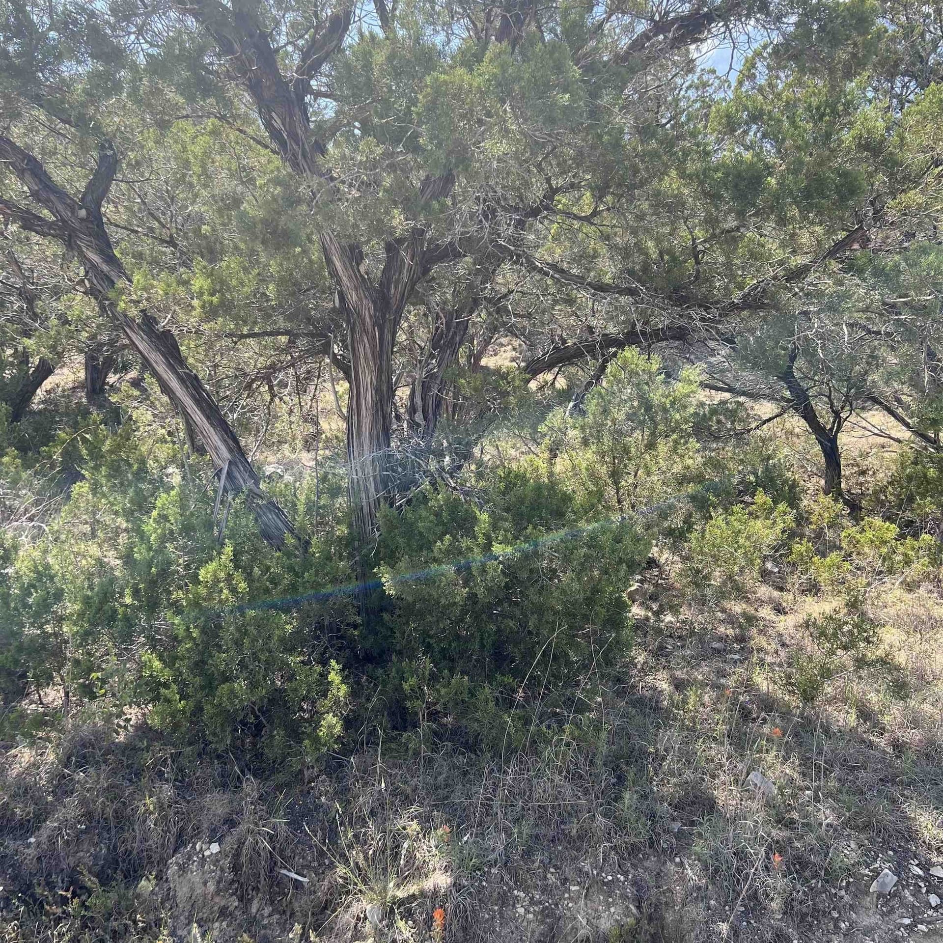 0.54 acres in Travis County gallery image 2