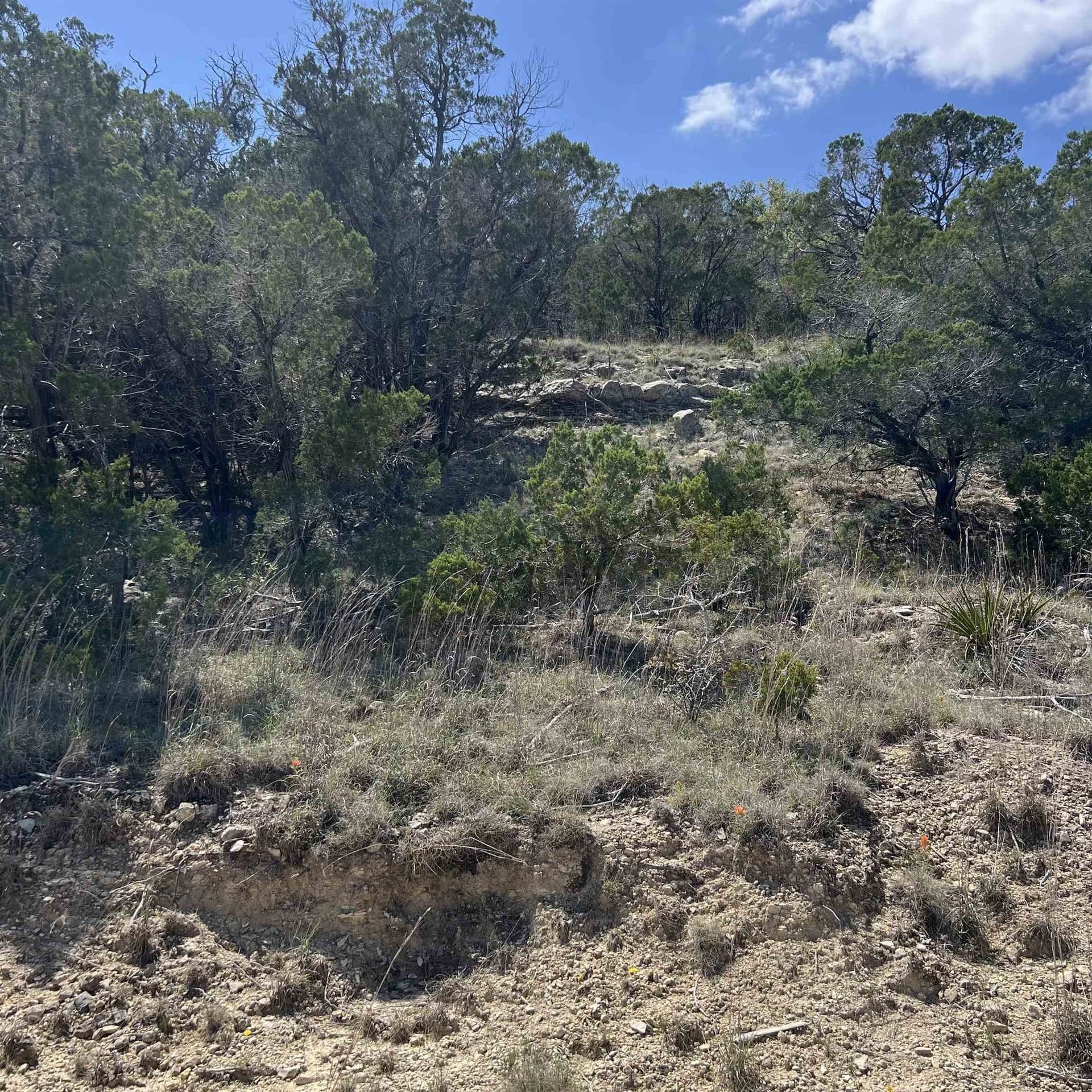 0.54 acres in Travis County gallery image 3