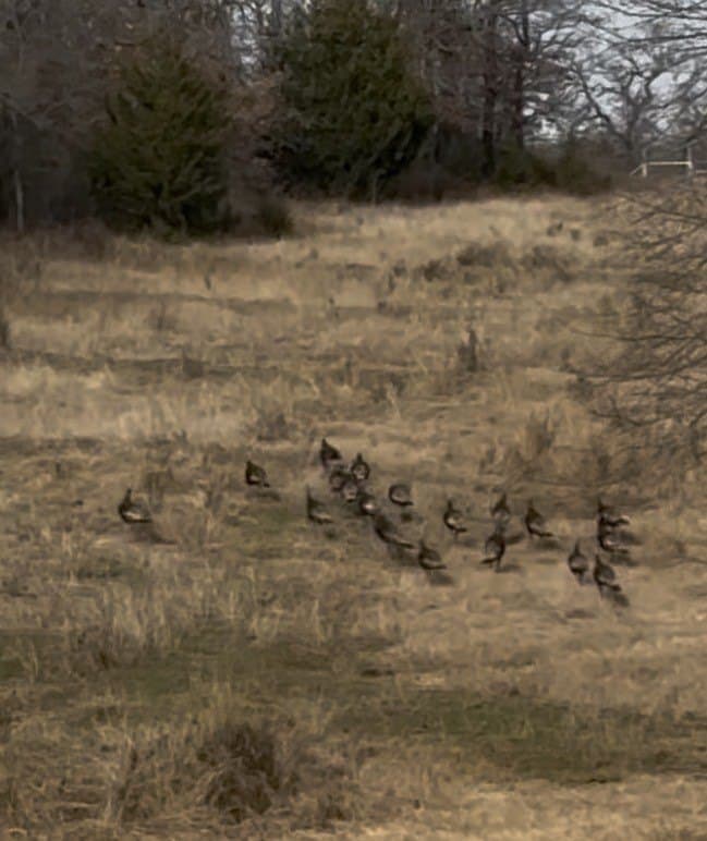 33.81 acres in Montague County - photo 16