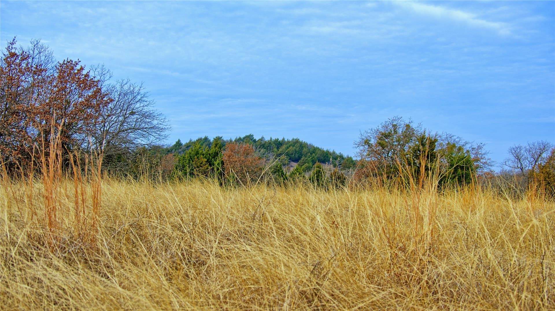 33.81 acres in Montague County - photo 3