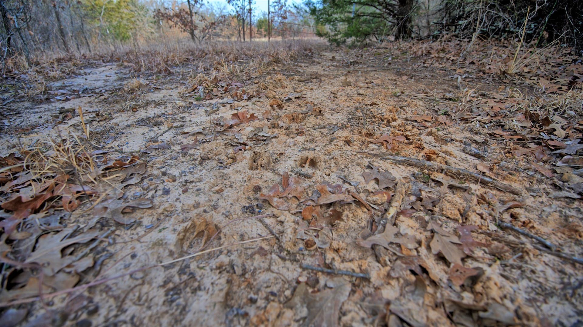 33.81 acres in Montague County - photo 15