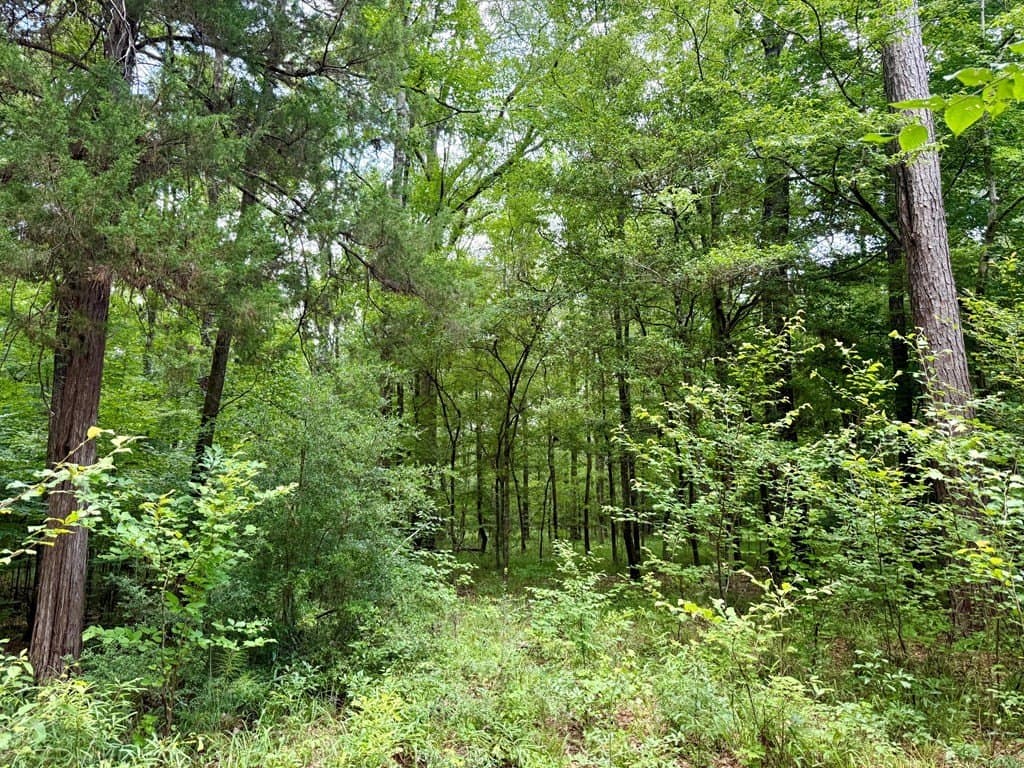 100 acres in Texas County - photo 65