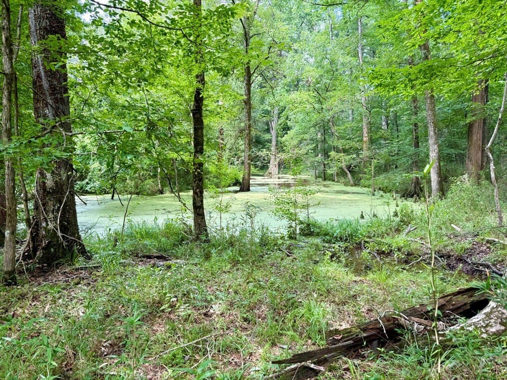 100 acres in Texas County - photo 7